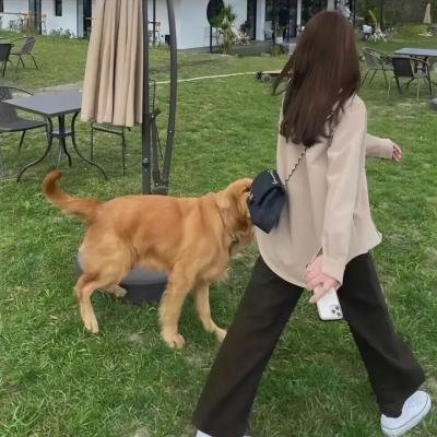 豆豆猫